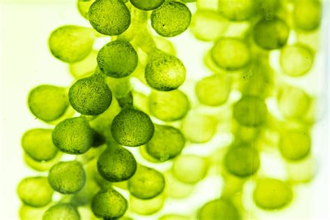 ALGAE .